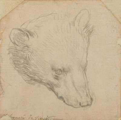 Head of a Bear